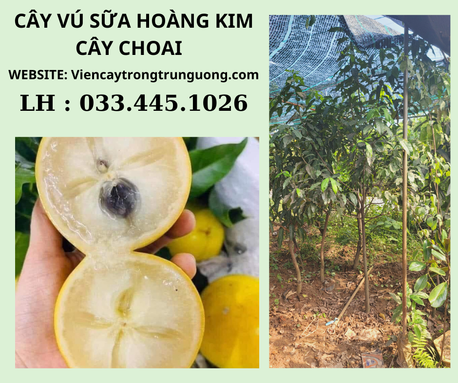 Giá Vú Sữa Hoàng Kim Hôm Nay Gallery 1
