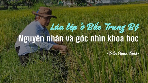 Lúa lên lớp lớp Gallery 1