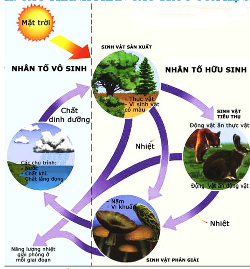 Hiệu suất sinh thái là gì? Gallery 1