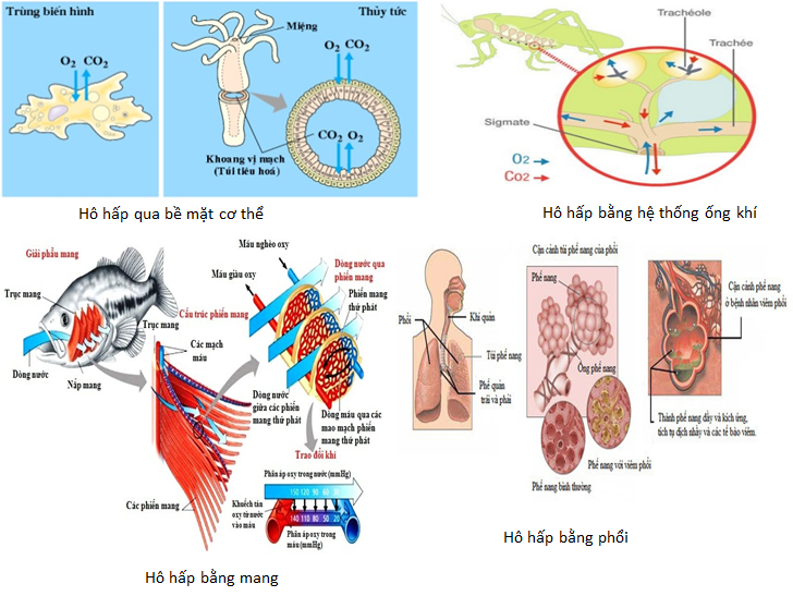 Hơi thở của côn trùng là gì? Gallery 2