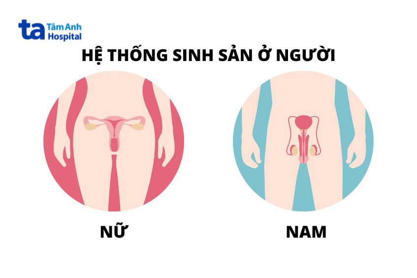 Mông to dễ đẻ? Sự thật về mối liên hệ giữa hình dáng cơ thể và khả năng sinh sản Gallery 1