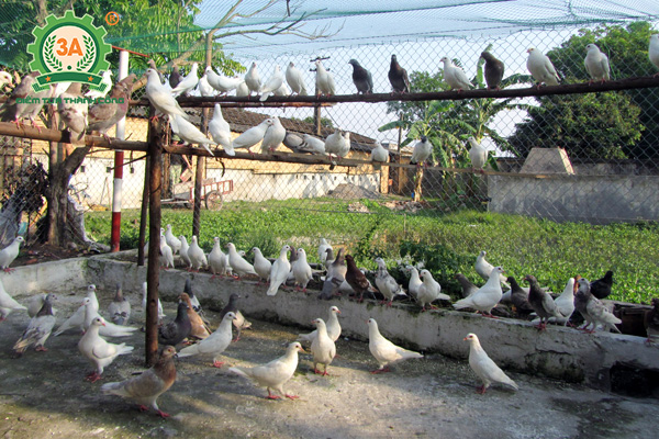 Kích Thước Chuồng Bồ Câu Chuẩn Gallery 1