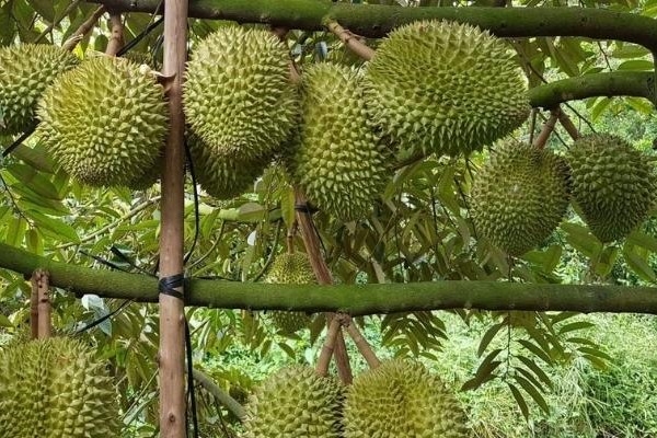 Tháng Mấy Là Mùa Sầu Riêng? Gallery 2