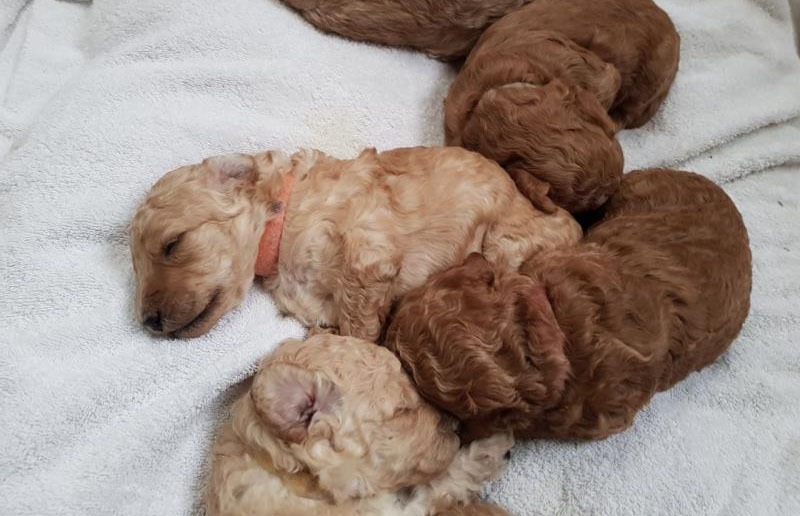 Chó Poodle Đẻ Mấy Con? Gallery 1