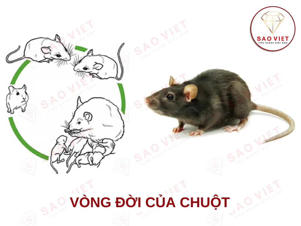 Chuột đẻ bao nhiêu con? Gallery 1