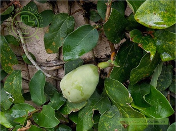 Cây Trâu Cổ Mọc Ở Đâu? Gallery 2