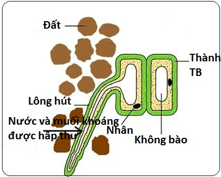 Sự xâm nhập của nước vào tế bào lông hút theo cơ chế thẩm thấu Gallery 2