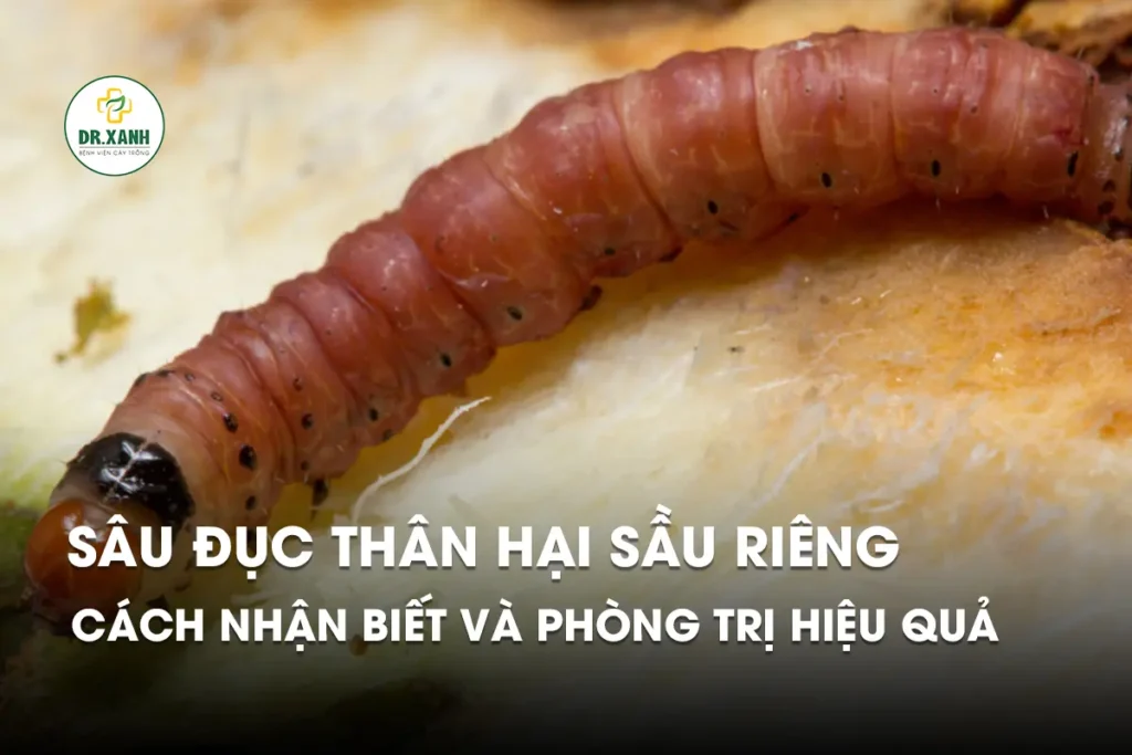 Sâu đục thân phá hoại mạnh nhất vào khoảng thời gian nào? Gallery 2