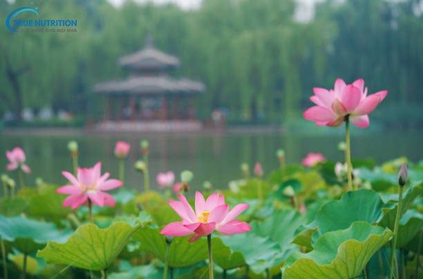 Mùa Sen Nở Vào Tháng Mấy? Gallery 2