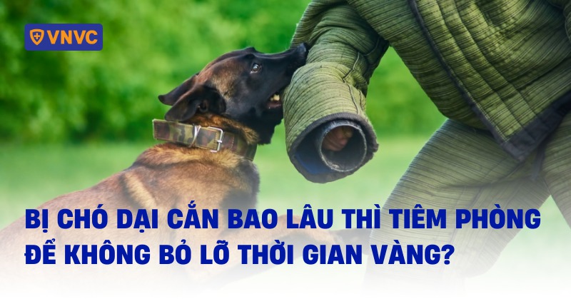 Chó cắn sau bao lâu thì an toàn? Gallery 1