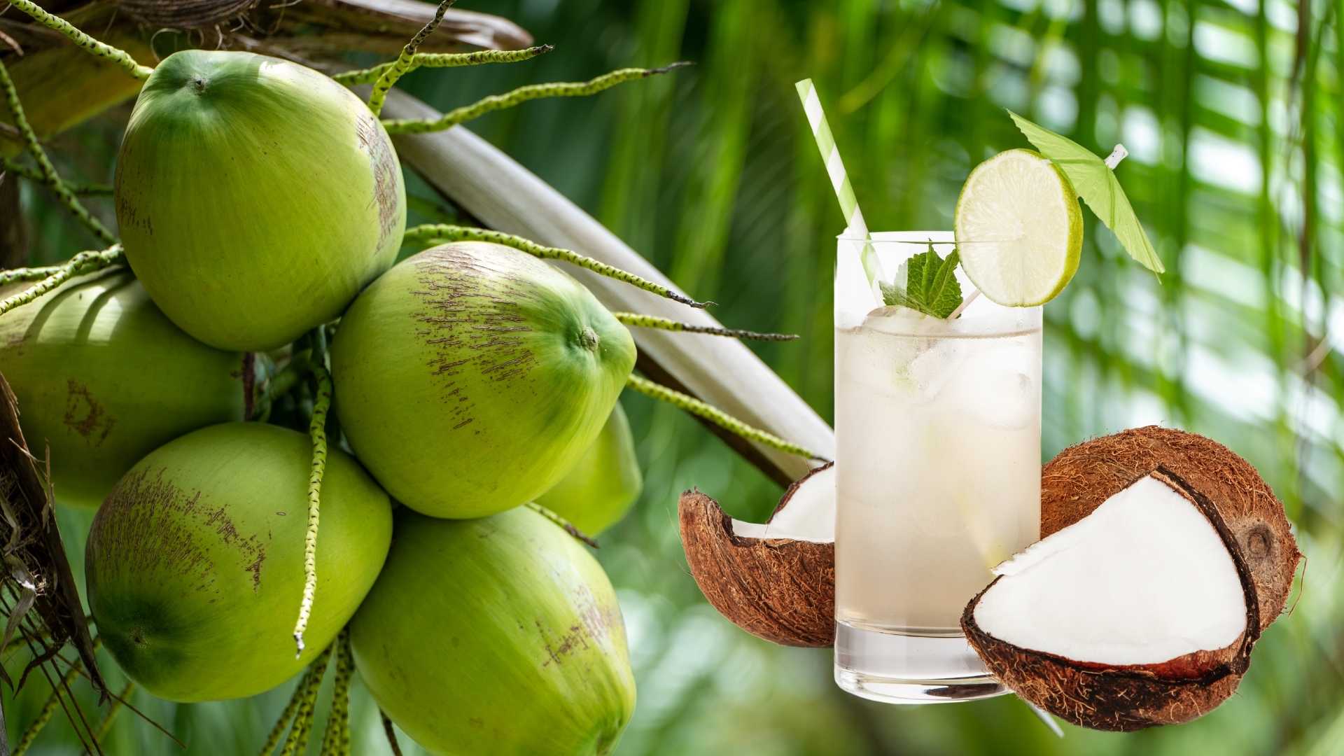 Nước dừa để ngoài được bao lâu? Gallery 1