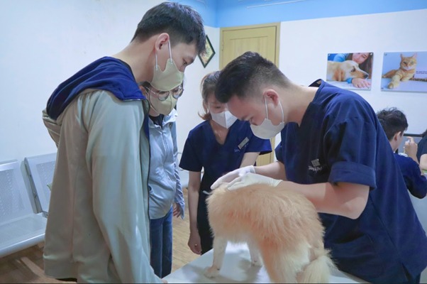 Chó bó bột trong bao lâu? Gallery 1