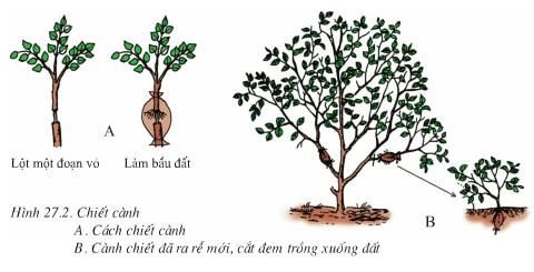 Chiết Cành Bao Lâu Thì Cắt Được? Gallery 1