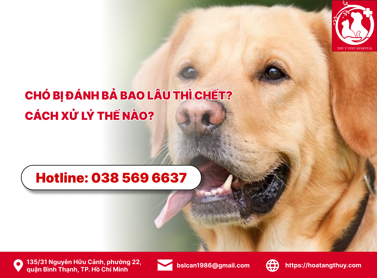 Chó bị đánh bả bao lâu thì chết? Gallery 2