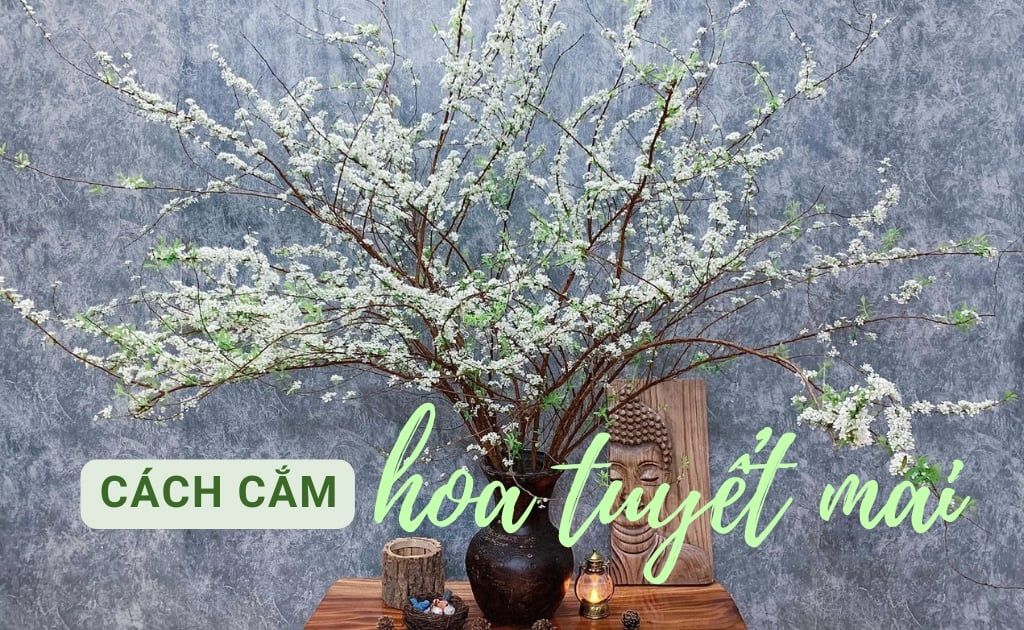 Tuyết Mai Chưng Được Bao Lâu? Gallery 1