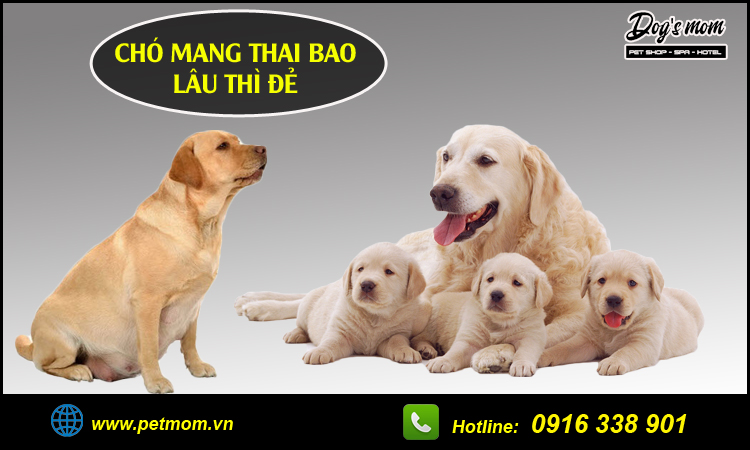 Chó đẻ bao lâu? Gallery 1