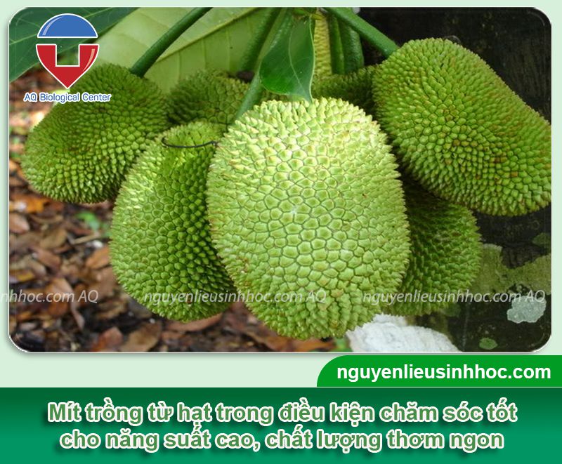 Trồng mít bằng hạt bao lâu có quả? Gallery 1