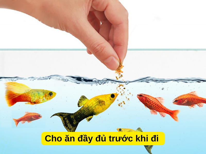 Cá Ba Đuôi Nhịn Ăn Được Bao Lâu? Gallery 1