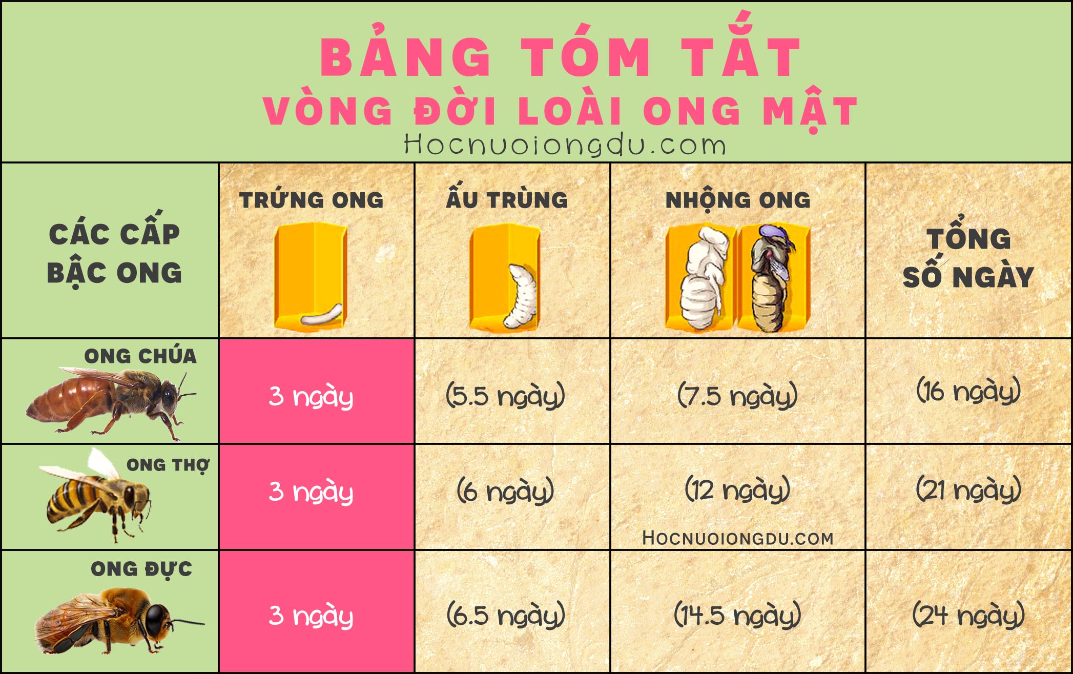 Ong Chúa Bao Nhiêu Ngày Thì Nở? Gallery 1