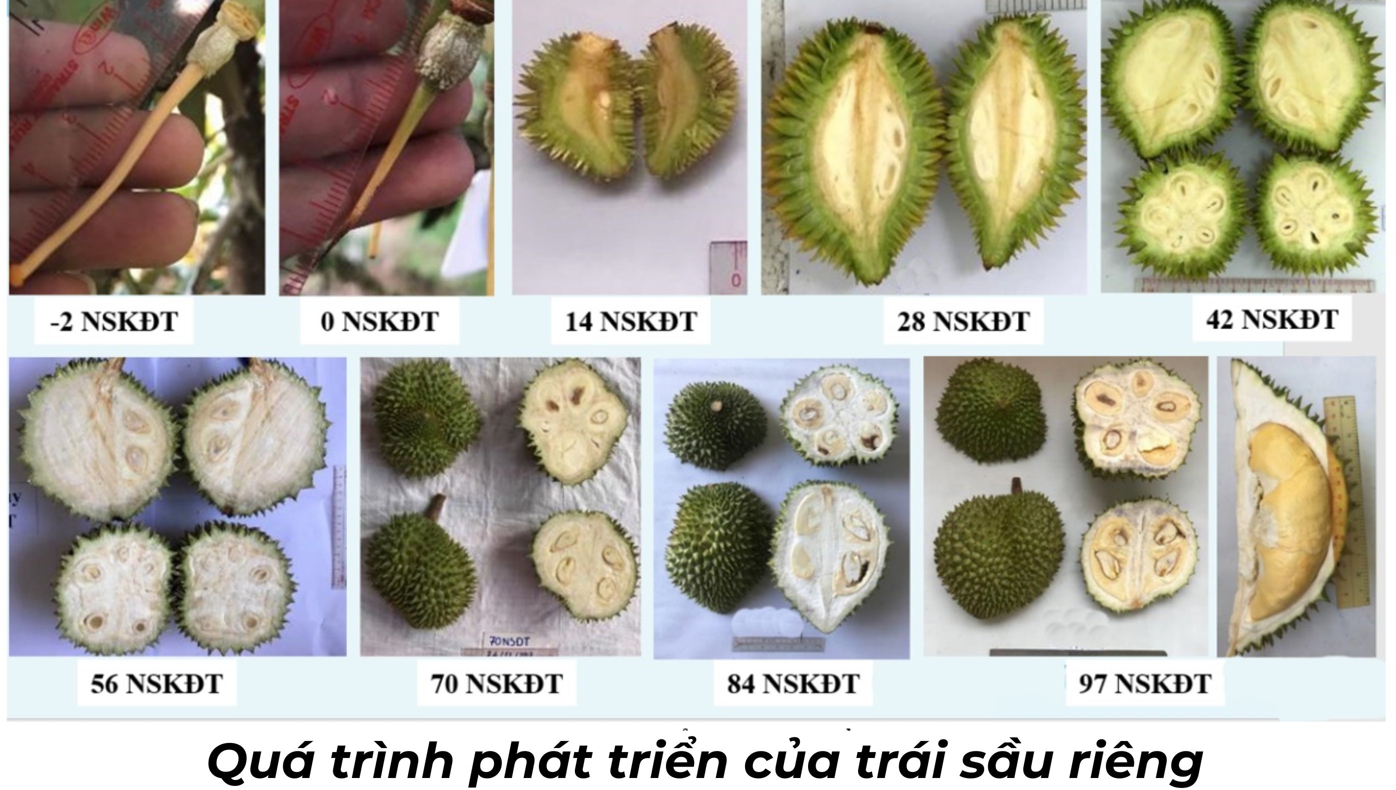 Sầu Riêng Bao Nhiêu Năm Có Trái? Gallery 1