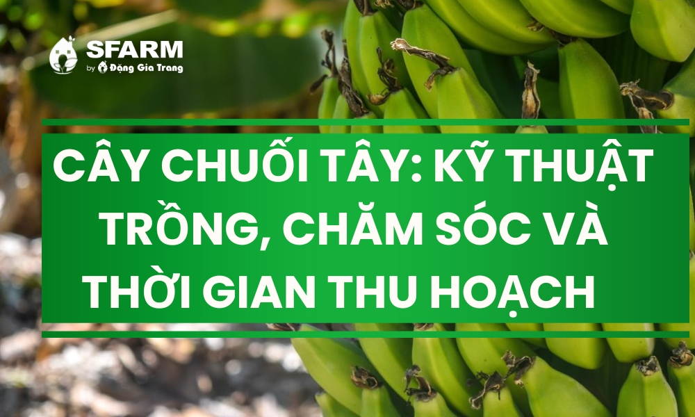 Trồng chuối tây bao lâu thì thu hoạch? Gallery 1