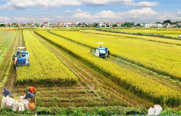 Trồng Lúa Mấy Tháng Thu Hoạch? Gallery 1