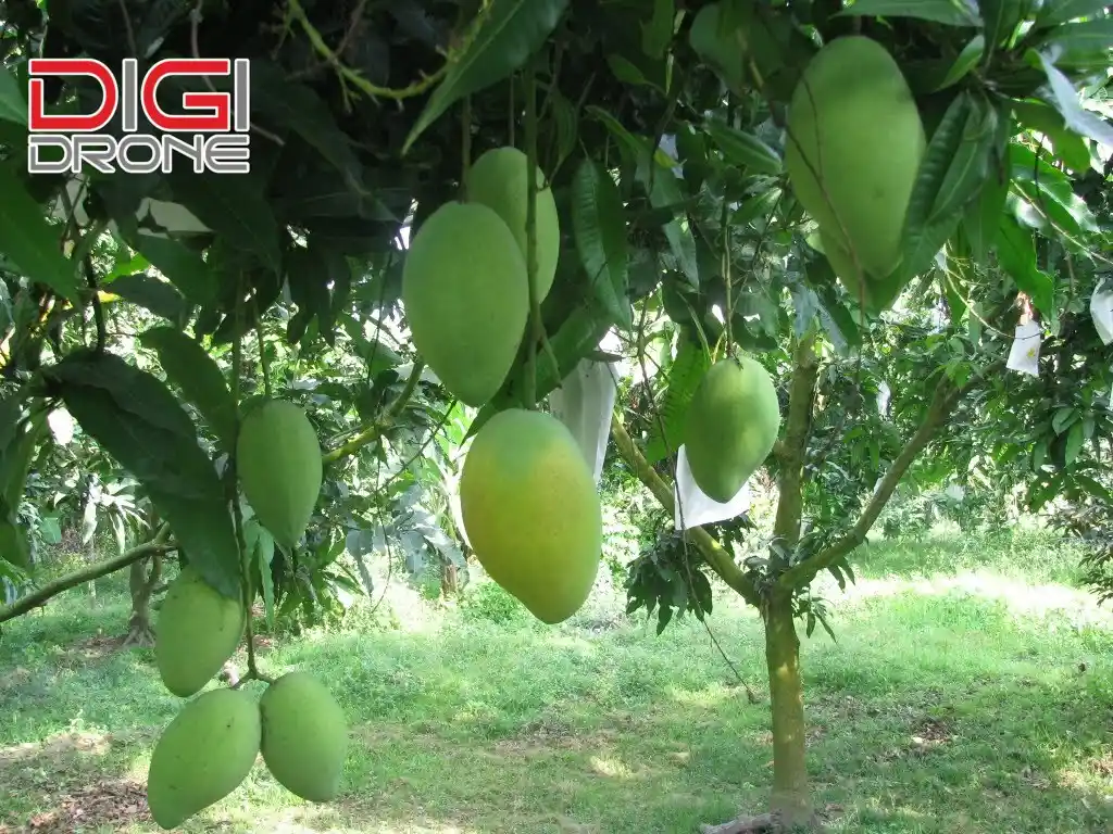 Xoài Cát Hòa Lộc Trồng Bao Lâu Có Trái? Gallery 1