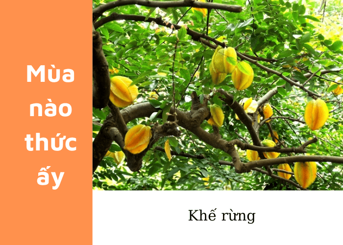 Cây Khế Ra Quả Vào Mùa Nào? Gallery 2