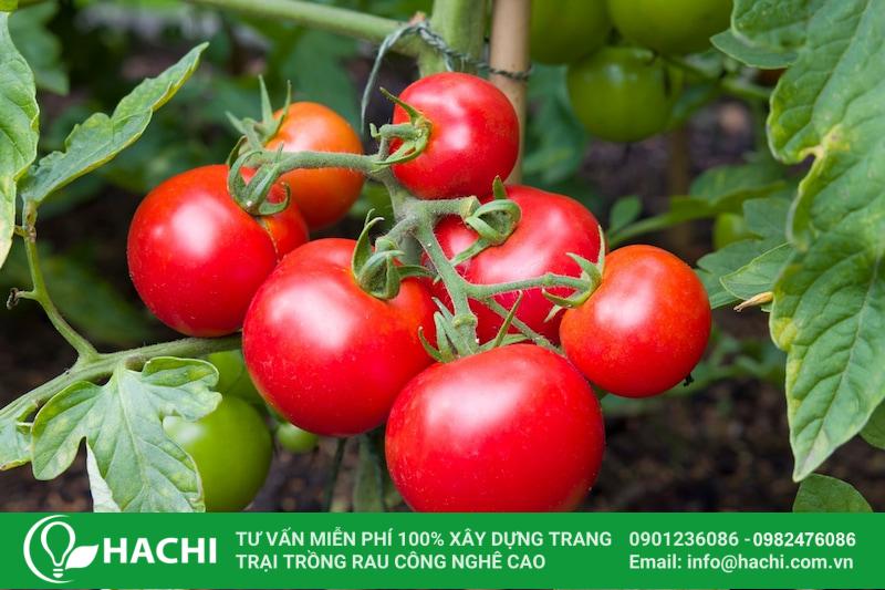 Cà Chua Trồng Vào Tháng Mấy? Gallery 2