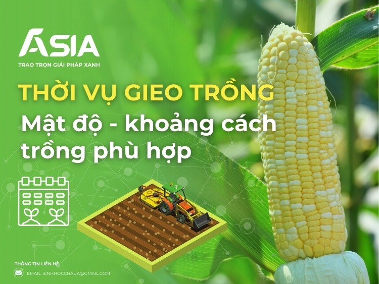 Trồng Ngô Ngọt Vào Tháng Mấy? Gallery 2