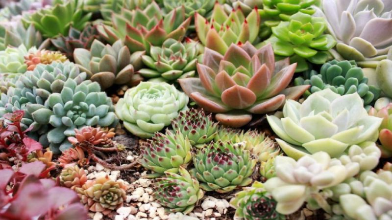 Trồng Sen Đá Bao Lâu Thì Lớn? Gallery 1