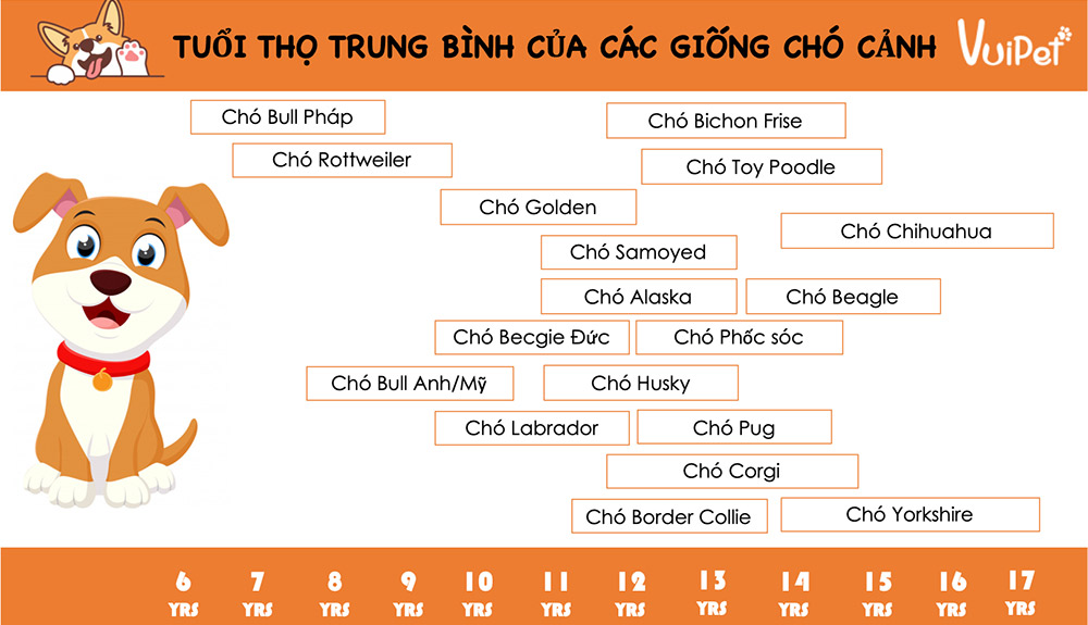 Tuổi Thọ Chó Cỏ Là Bao Nhiêu? Gallery 1