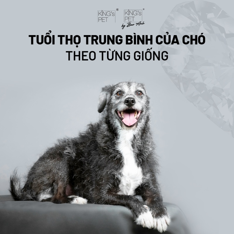 K9 Bao Nhiêu Tuổi? Gallery 1