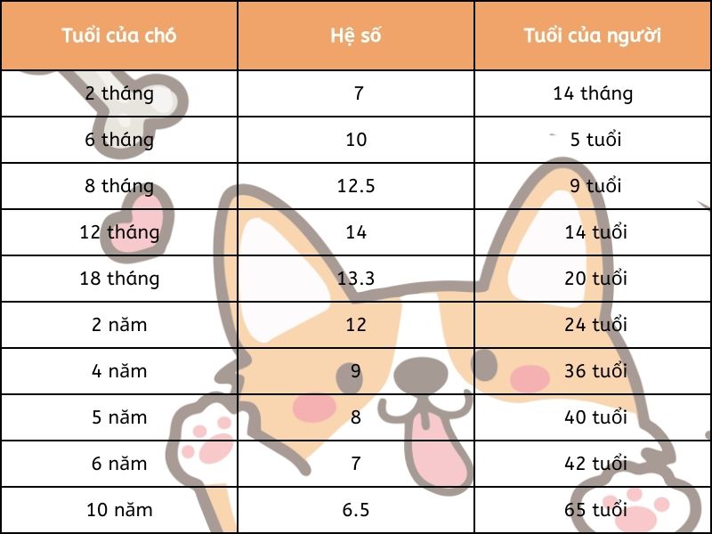 Tuổi Thọ Của Chó Ta Là Bao Nhiêu? Gallery 1