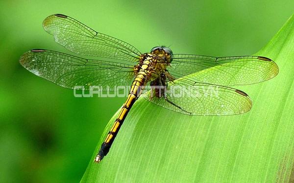 Chuồn chuồn sống được bao lâu? Gallery 1