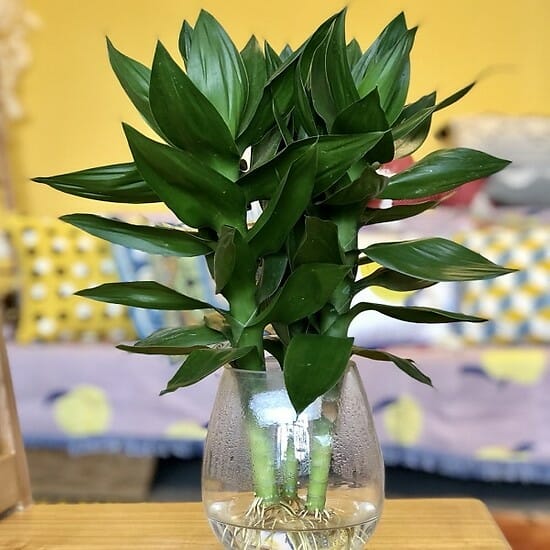 Gia Lộc Hay Ra Lộc? Gallery 2