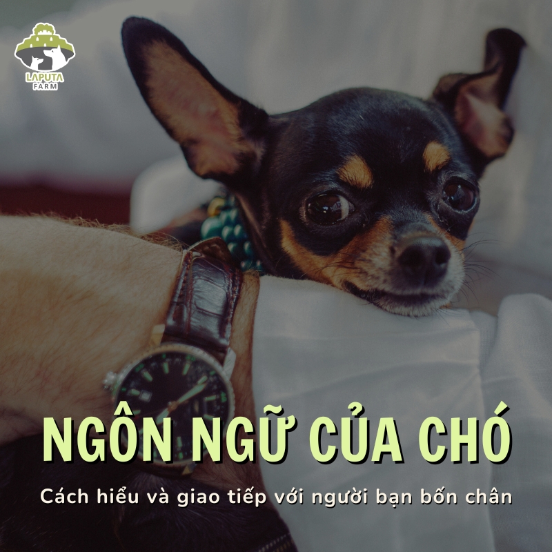 Cách Hiểu Tiếng Chó Gallery 2