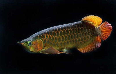Cá Rồng Đứt Râu Có Mọc Lại Không? Gallery 1