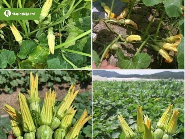 Trồng bí ăn ngọn vào tháng mấy? Gallery 2