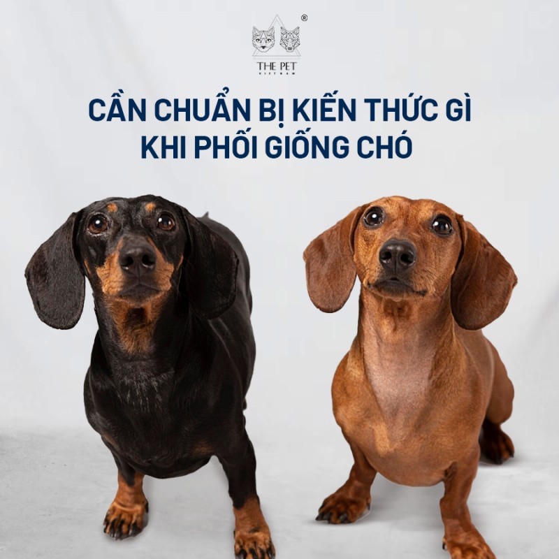 Nên Nuôi Chó Gì? Gallery 1