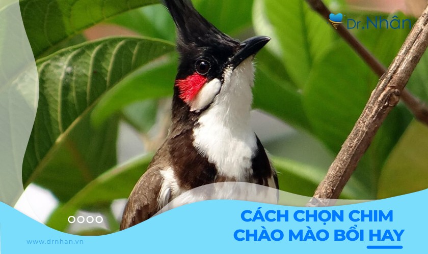 Chào Mào Hót Hay Gallery 1