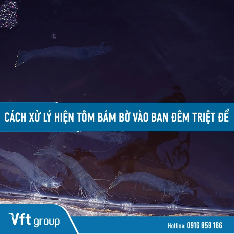 Tôm bám bờ vào ban đêm: Tại sao tôm lại xuất hiện nhiều vào ban đêm? Gallery 2
