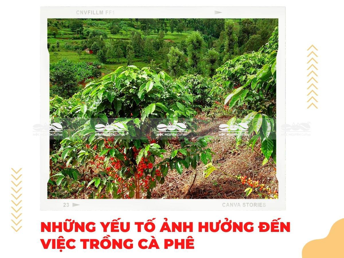 Cây Cà Phê Thích Hợp Nhất Đất Nào? Gallery 2