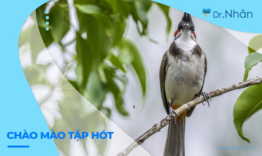 Chim Chào Mào Hót Hay Nhất Gallery 1