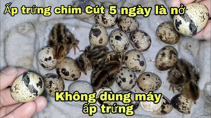 Cách Ấp Trứng Chim Hiệu Quả