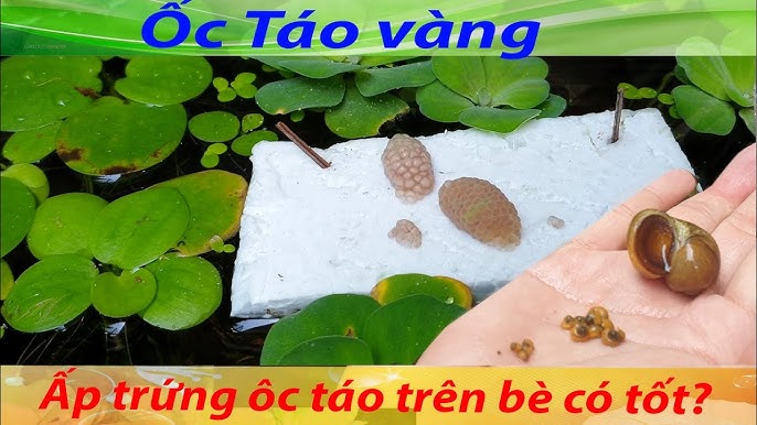Cách Ấp Trứng Ốc Táo