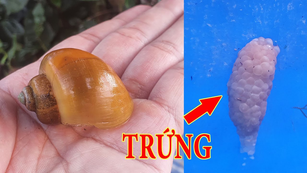 Cách Ấp Trứng Ốc Táo Gallery 2