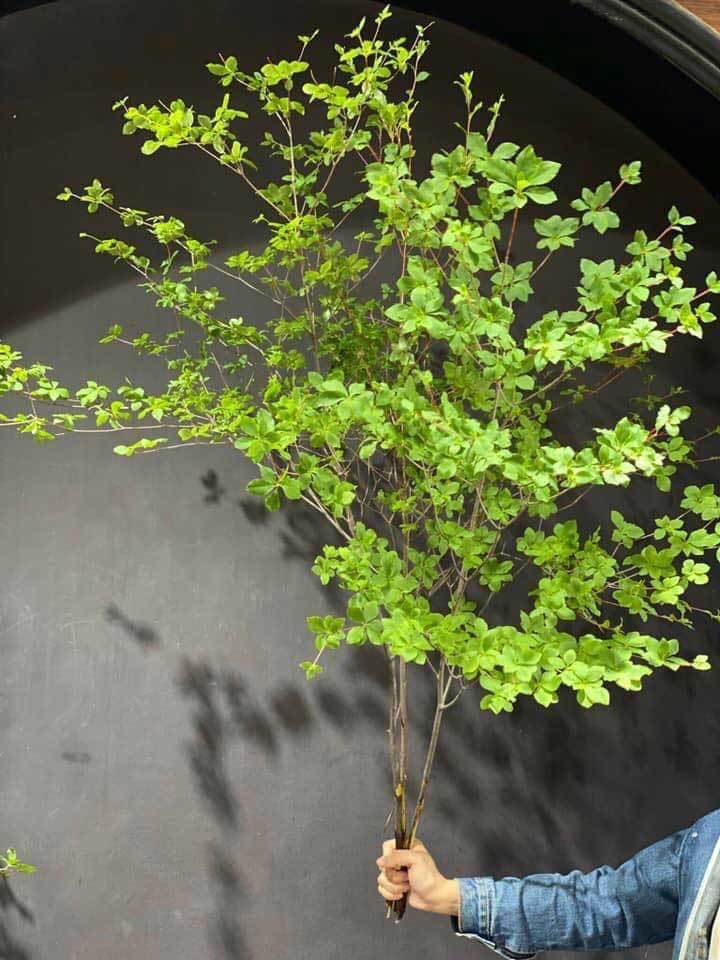 Cành Thạch Nam Tươi Gallery 2