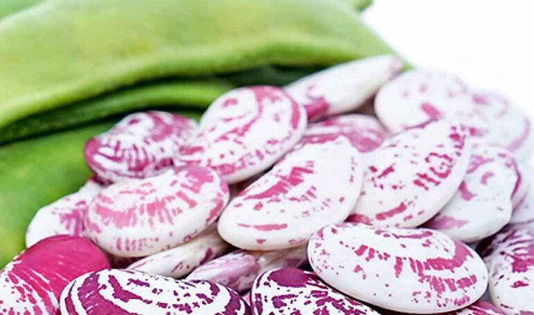 Cách Bảo Quản Đậu Ngự Tươi