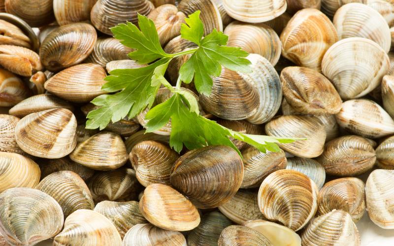 Cách Bảo Quản Nghêu Qua Đêm